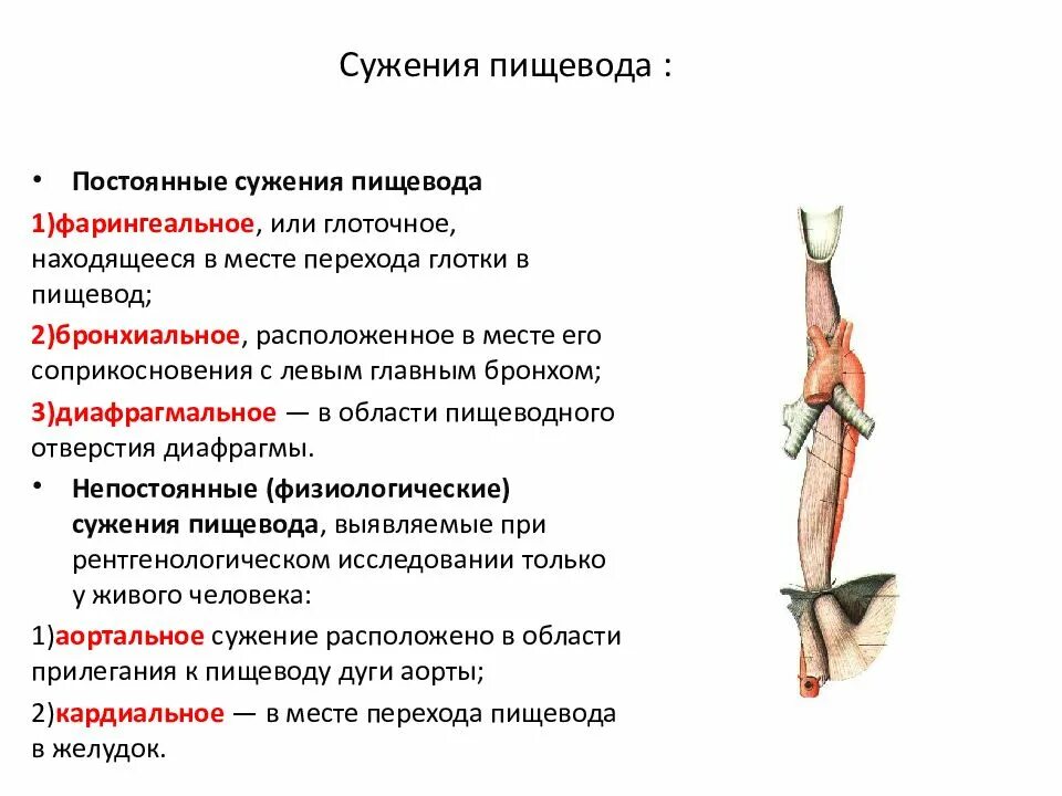 Уровни сужения пищевода