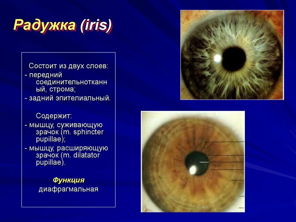 Радужка глаза строение. Строение глаза зрачок радужка. Строение и функции радужной оболочки глаза. Радужка строение и функции. Радужка содержит пигмент