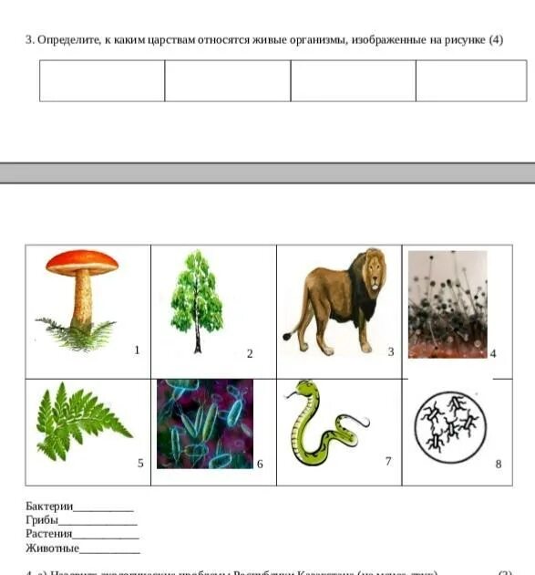 К каким царствам относятся организмы. Какие живые организмы относятся к царству растений. К какому царству относится организм изображенный на рисунке. Какие организмы относятся к царству растений. Какие организмы относятся к данной группе