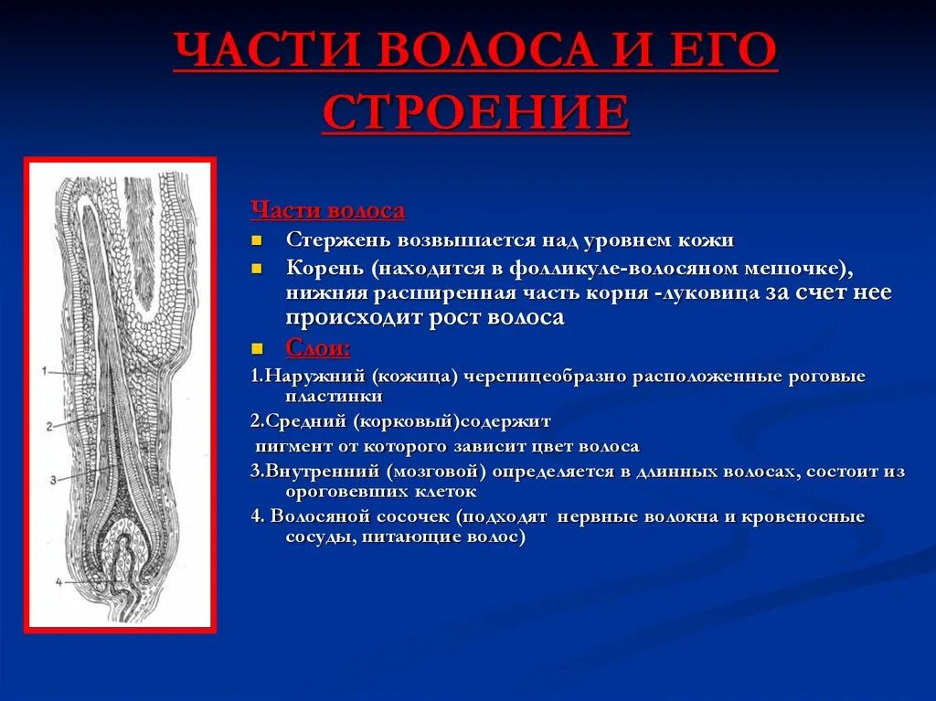 Волос и его строение. Сосуды корня расположены. Рост волоса происходит за счет