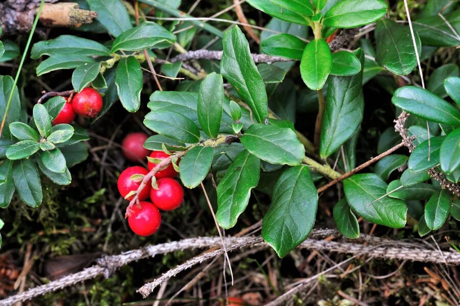 Брусника вечнозеленое растение. Брусника (Vaccinium Vitis-idaea). Брусника обыкновенная (Vaccinium Vitis-idaea). Брусника обыкновенная кустарничек. Брусника (Rhodococcum Vitis-idaea),.