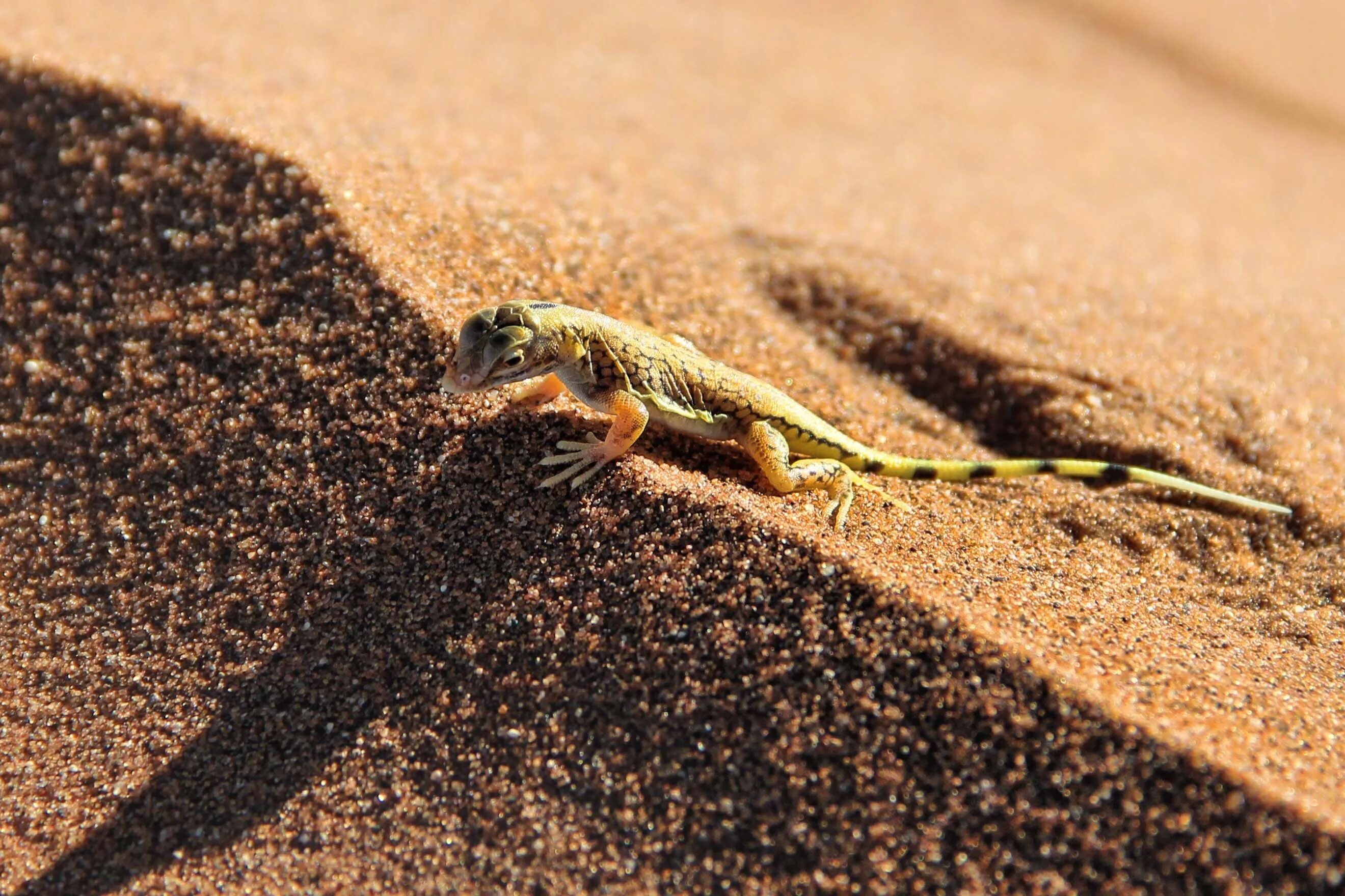 Длиннопалый тонкопалый геккон. Ящерица круглоголовка в пустыне. Средиземноморский тонкопалый геккон. Ящурка Песчаная.