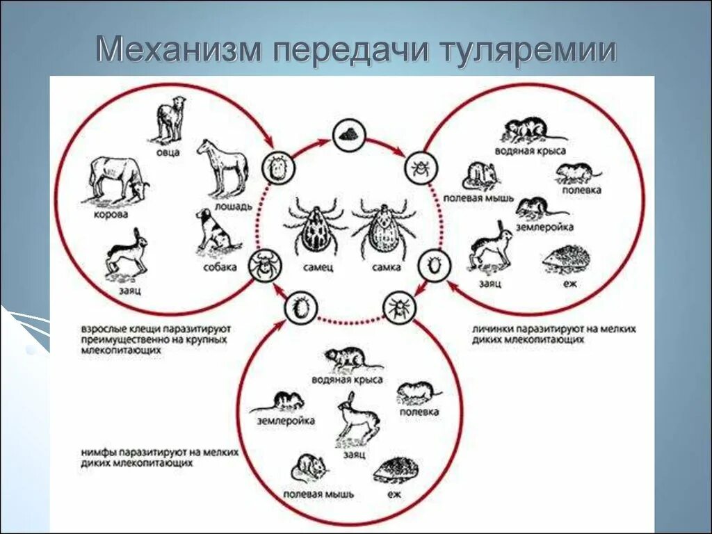 Жизненный цикл иксодовых клещей схема. Цикл развития иксодовых клещей схема. Жизненный цикл вируса клещевого энцефалита. Клещевой энцефалит схема заражения.