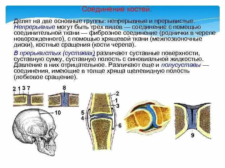 Место соединения костей. Соединение костей неподвижные полуподвижные. Схема строения соединения костей. Типы соединения костей таблица. Соединение костей непрерывные прерывные полусуставы.