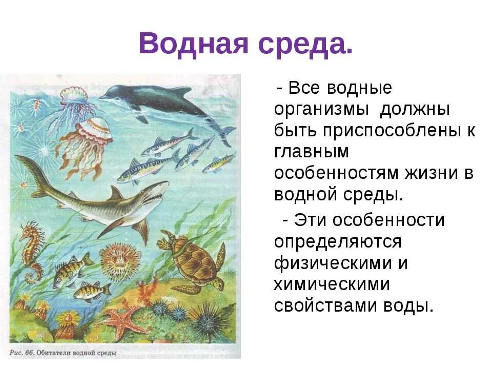 Вода среда обитания живых организмов. Водная среда жизни. Организмы водной среды. Обитатели водной среды обитания. Нводная средой обитания.