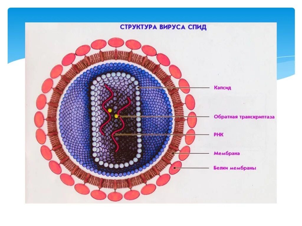 Структура вируса СПИД. Макет вируса ВИЧ. Строение вируса ВИЧ И СПИД. Строение клетки вируса СПИДА. Биология 8 вирусы