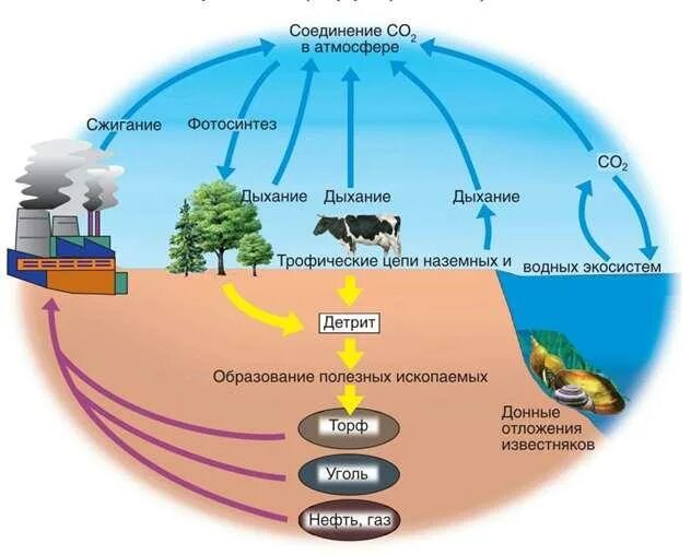 Каким путем связанный углерод возвращается в атмосферу. Биотический круговорот веществ в биосфере. Биологический круговорот веществ в природе. Круговорот химических элементов в биосфере схема. Биологический круговорот веществ в биосфере схема.