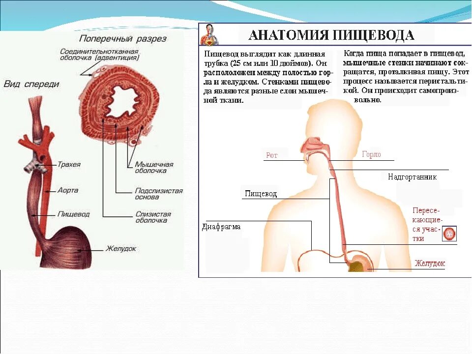 Попадание пищи в пищевод. Пищевод вид спереди анатомия. Пищевод человека презентация. Пищевод человека рисунок.