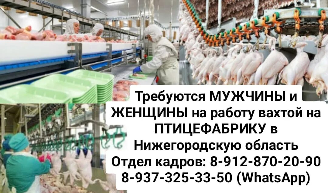Рабочий на птицефабрику. Подсобный рабочий на птицефабрике. Работник птицефабрики. Фасовщик упаковщик на птицефабрике. Укладчик упаковщик птицефабрика.