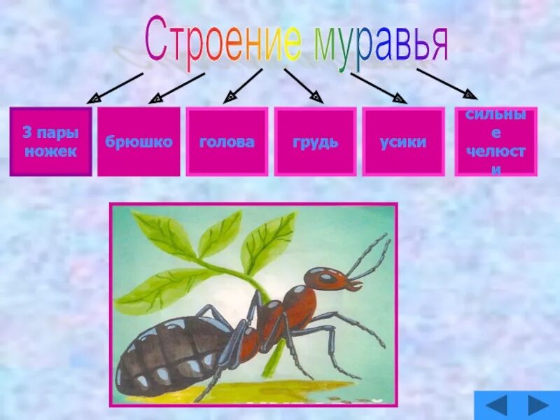Сколько живёт муравей в среднем. Муравьи фонетический разбор. Сколько лет живут муравьи. Звуковой анализ слова муравьи. Муравьи количество звуков.