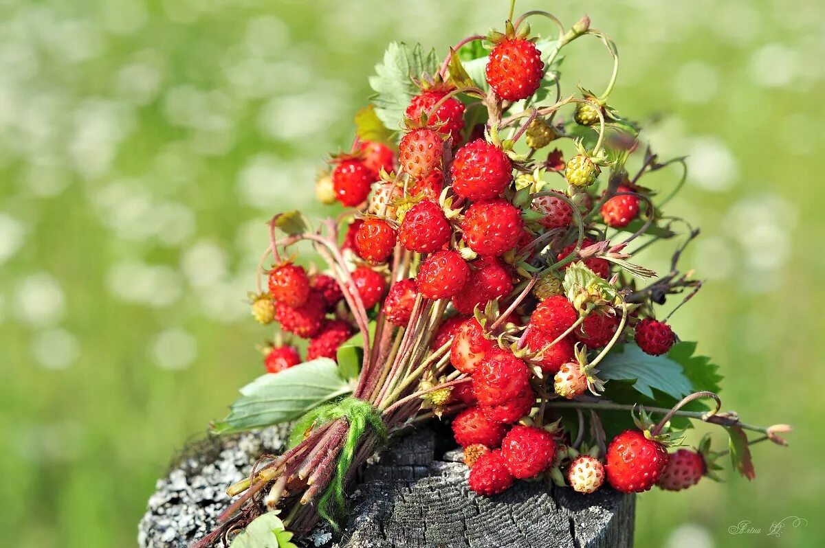 Букетик Лесной земляники. Лесные ягоды. Красивые ягоды. Летние ягоды.