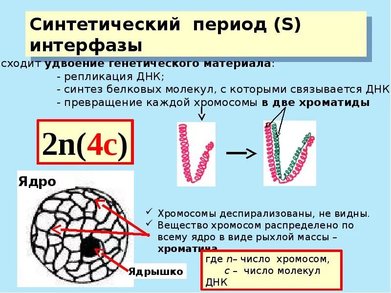 Удвоение хромосом синтез днк