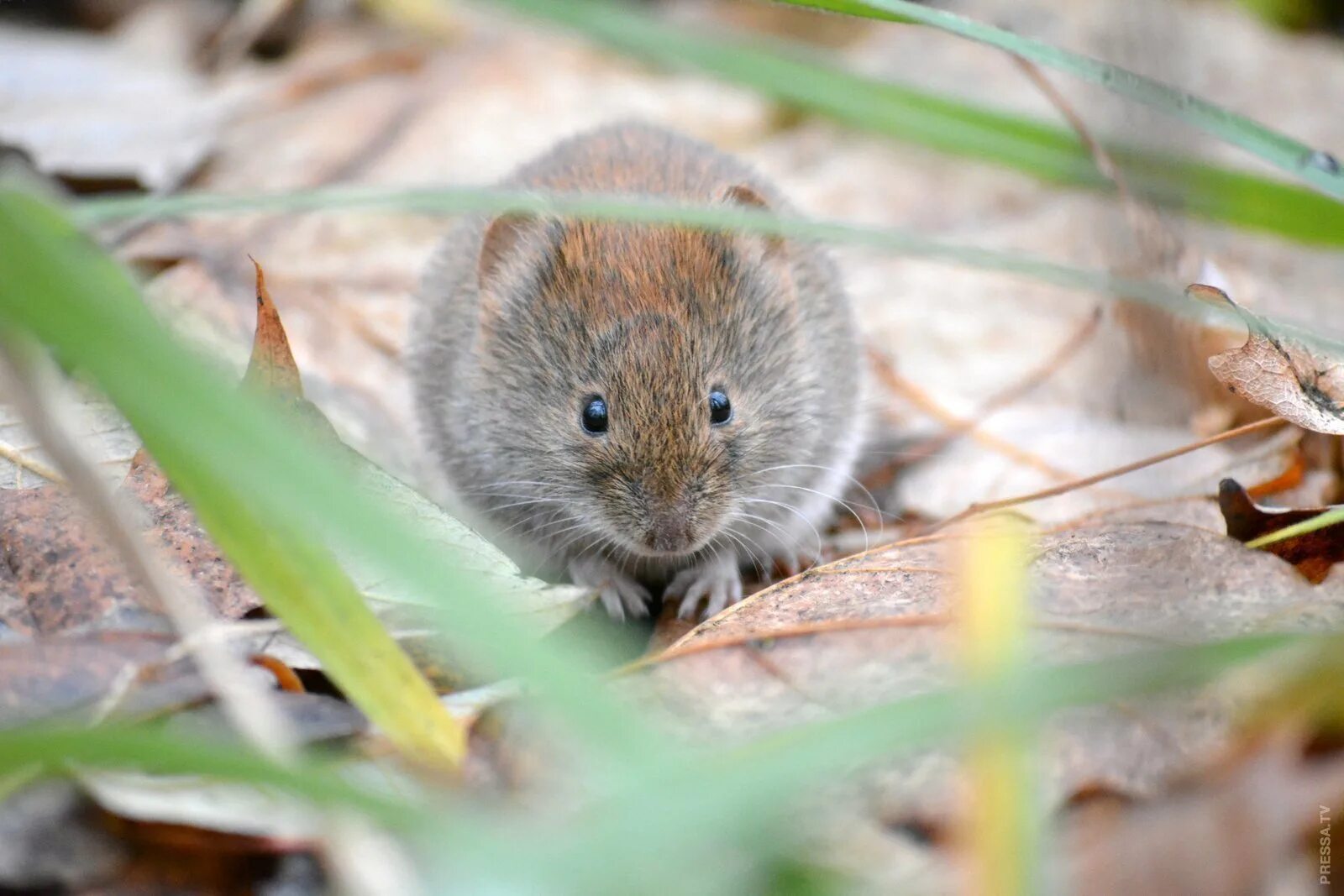 Полевая мышь лесные и полевые мыши. Мышь полевка. Apodemus sylvaticus. Эворонская полевка. Серая полевка, полевая мышь.