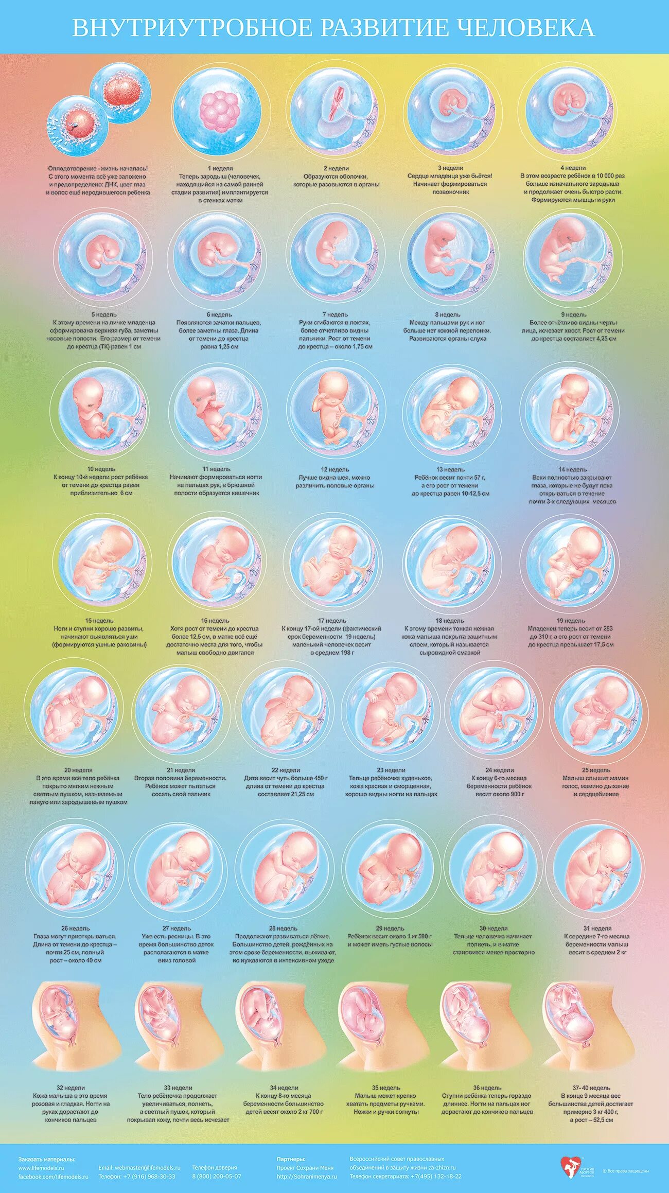 Этапы развития ребенка внутриутробно по неделям. Периоды развития плода по неделям в картинках. Развитие органов плода по неделям. Таблица развития эмбриона по неделям.