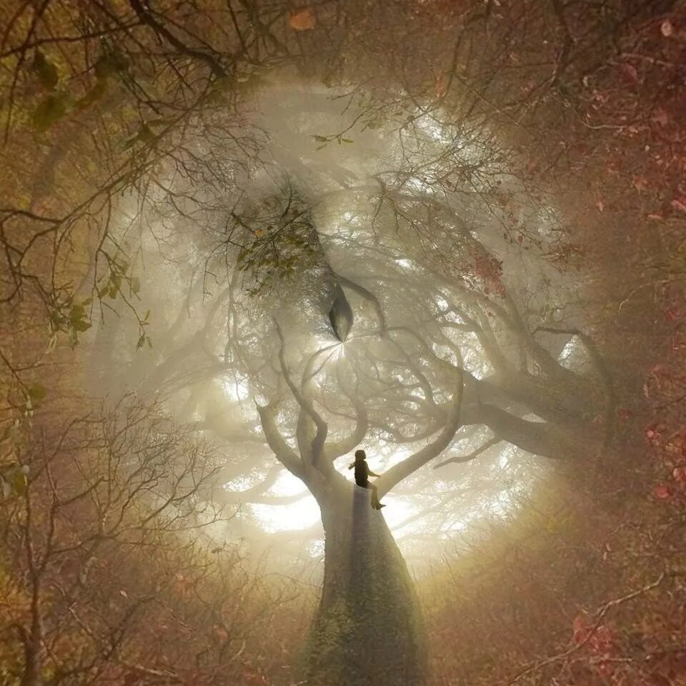 Дерево страстей. Картины Вдохновение. Вдохновение лес красота. Вдохновение волшебством мерцание.
