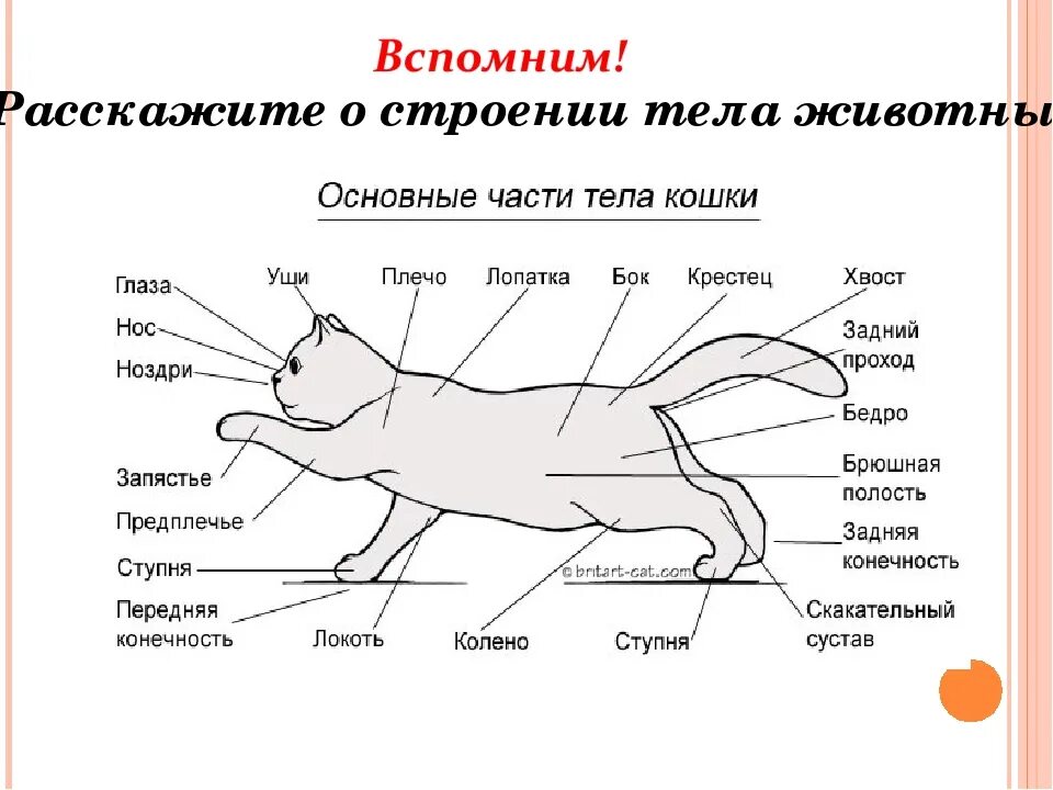 Особенности строения зверей