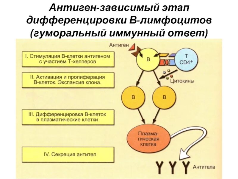 Т зависимые. Фазы развития гуморального иммунитета. Этапы гуморального иммунного ответа иммунология. Гуморальный иммунитет клетки участвующие в ответе. Клетки участвующие в формировании гуморального иммунного ответа.