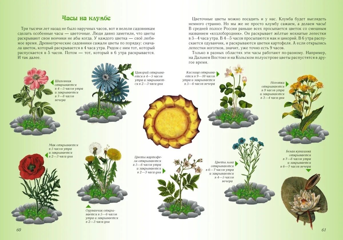 Занимательная ботаника для малышей. Лаврова Занимательная ботаника для малышей. Ботанические науки о растениях. Занимательные задачи по ботанике. Растения ботаника наука о растениях.