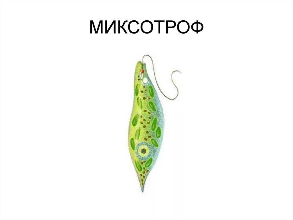 Эвглена тип питания. Миксотрофное питание эвглены зеленой. эвглена миксотроф. протисты миксотрофы. миксотрофы одноклеточные.