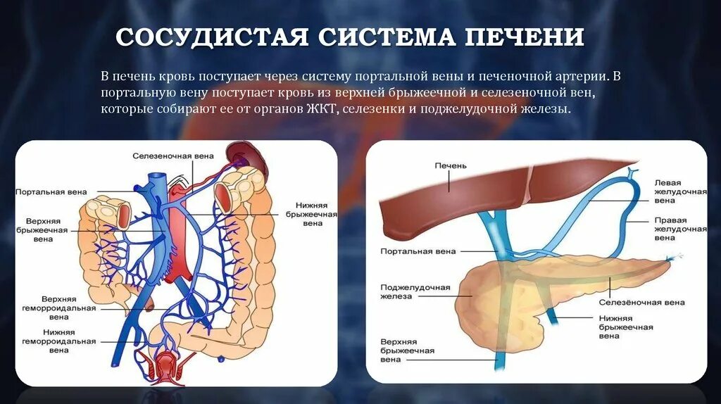 Система печени. Система печени. Венозная система печени анатомия. Воротная вена печени анатомия. Кавальная и портальная система печени топографическая анатомия.