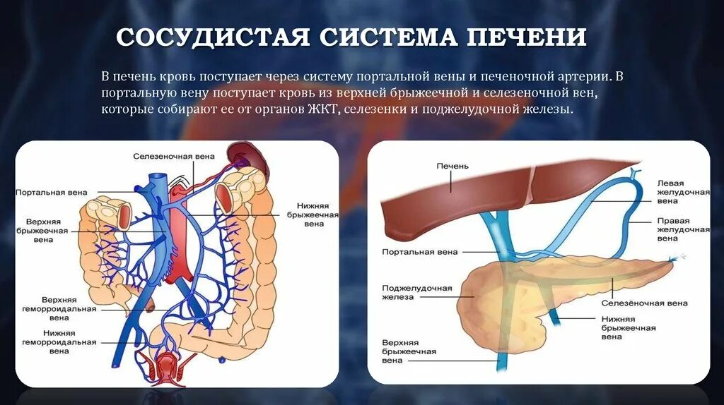 Система вен печени. Кровоснабжение печени воротная Вена. Воротная Вена анатомия анатомия. Воротная Вена печени анатомия. Портальная система печени анатомия.