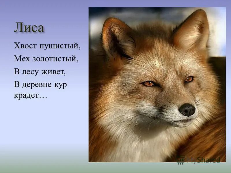 пушистый хвост лисицы слушать.