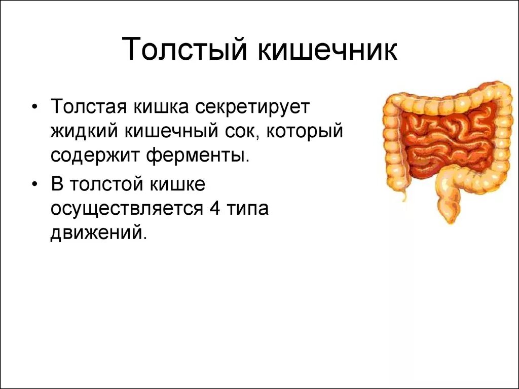 Ферменты Толстого кишечника человека. Толстый кишечник пищеварительные ферменты. Толстый кишечник ферменты таблица. Толстый кишечник пищеварительный сок ферменты. Ферментами сока тонкой кишки