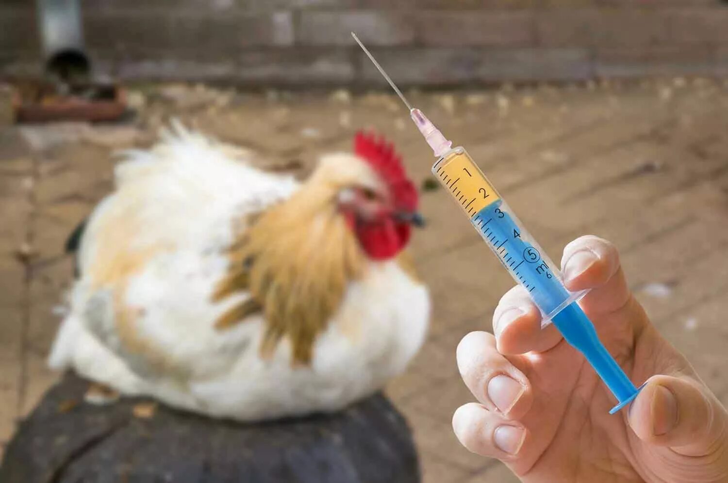 Курица в крови что делать. Инфекционный ларинготрахеит птиц вакцины. Ньюкаслская болезнь птиц вакцина. Грипп птиц болезнь Ньюкасла. Вакцинация против птичьего гриппа.