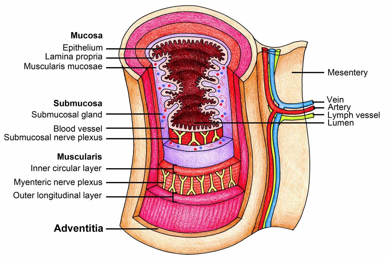 Esophagus Anatomy. Esophagus structure. Пищевод строение анатомия. Схема пищевода и желудка человека.