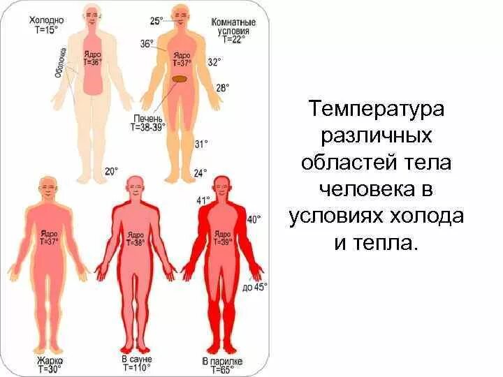 Ядро и оболочка человека температура. Температурное ядро и оболочка тела. Температура ядра и оболочки тела человека. Температура оболочки тела у человека.