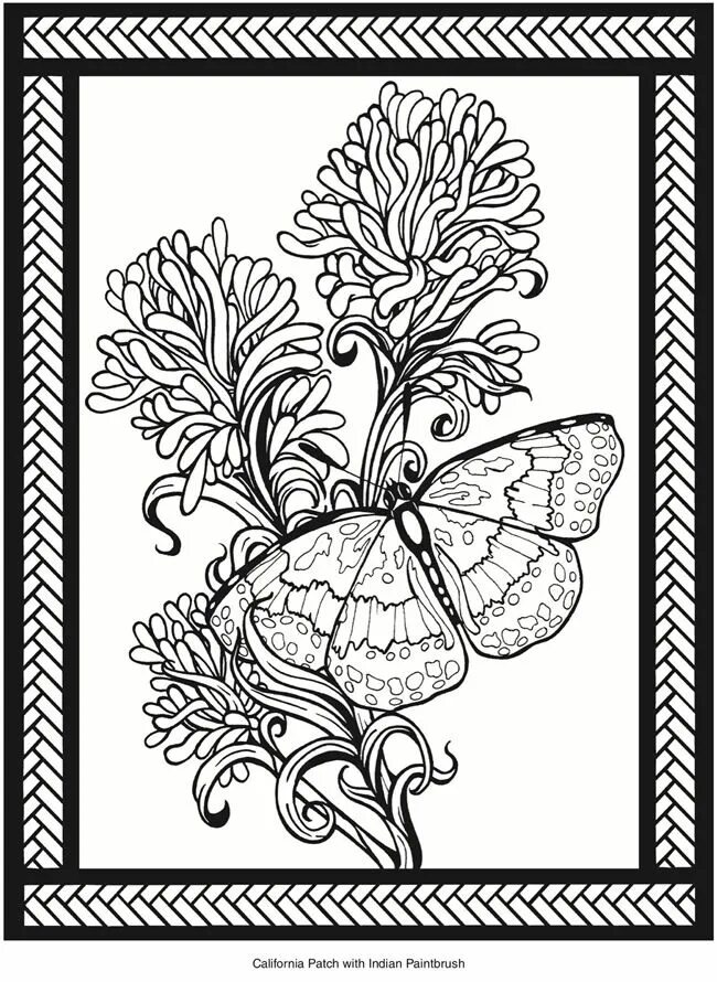 Fetching butterflies pixwox