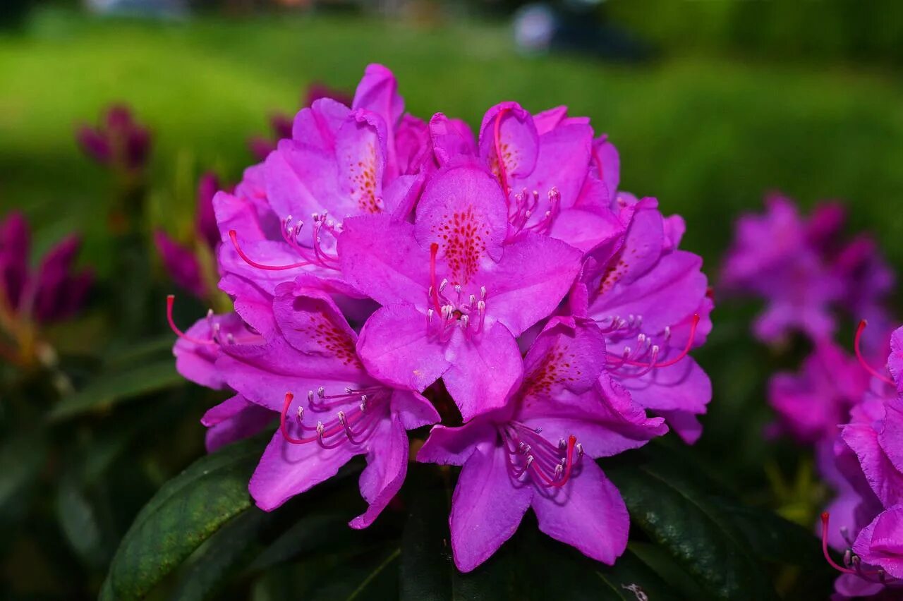 Сколько цветет рододендрон. Рододендрон Альпийский. Rhododendron (AJ) 'Amoena'. Рододендрон Импедитум.