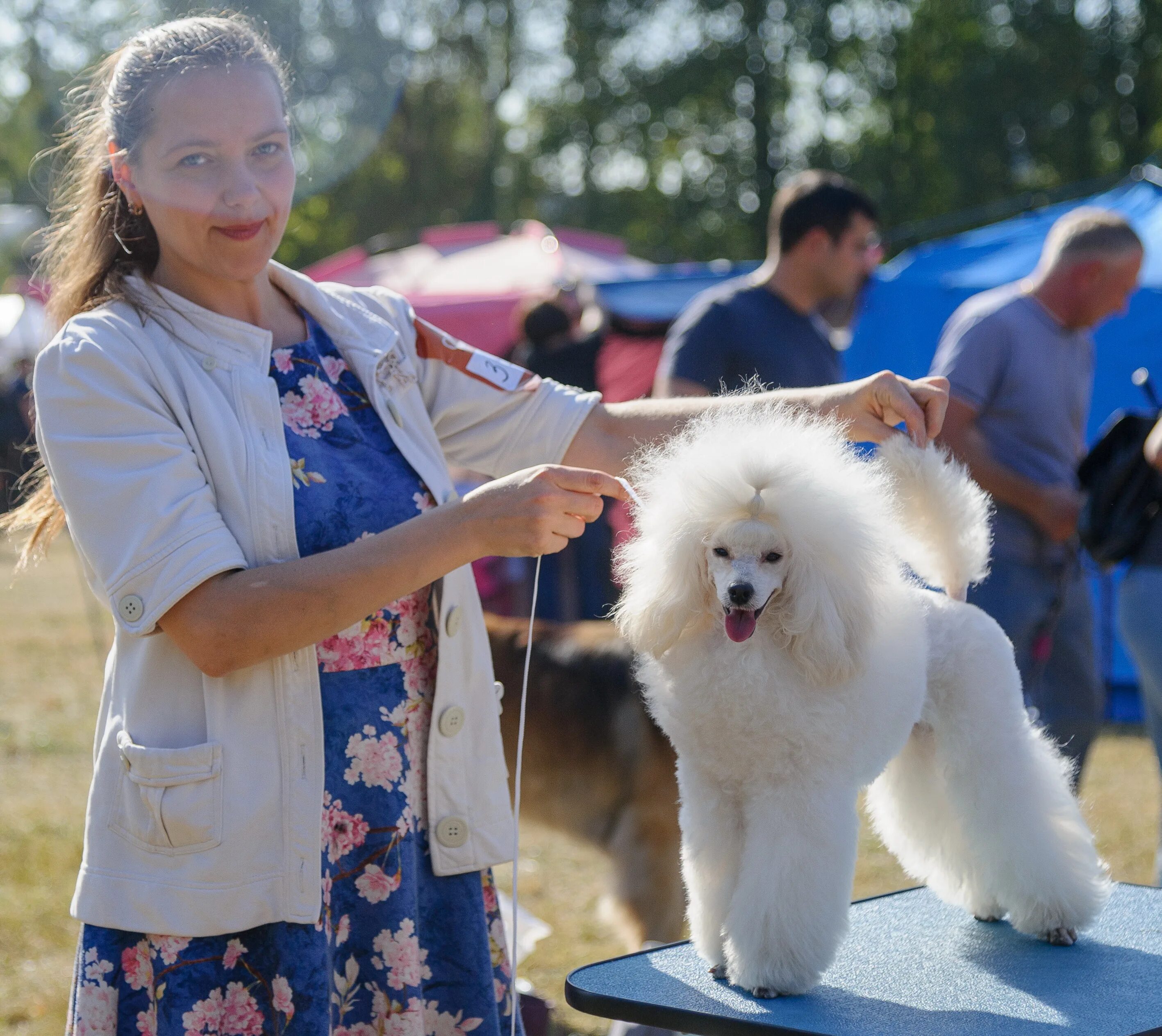 Питомник великолепный пудель