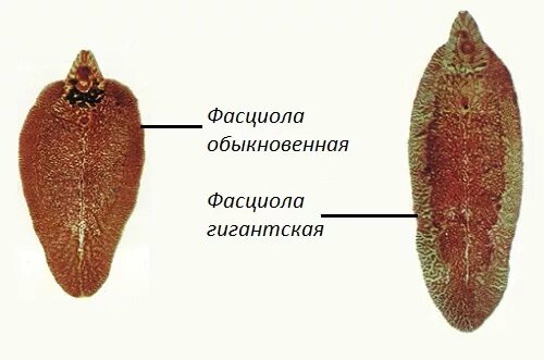 Фасциолез печеночный сосальщик. Fasciola hepatica яйца. Фасциола обыкновенная и фасциола гигантская. Fasciola Gigantica яйца. Печеночный сосальщик тип животного