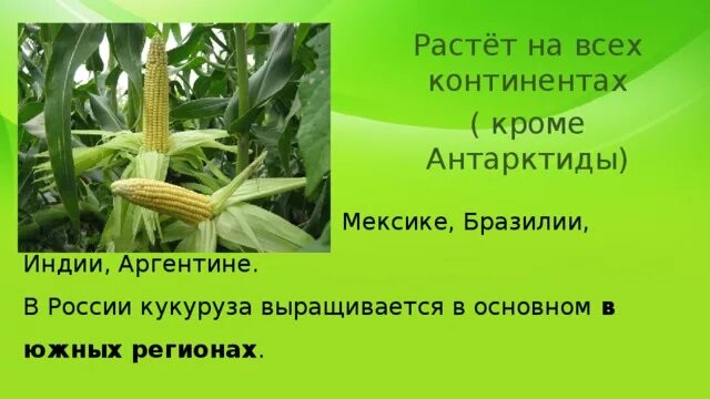 Кукуруза доклад 3 класс. Кукуруза культурное растение. Сообщение о кукурузе. Сообщение о культурном растении кукуруза. План сообщения о кукурузе.