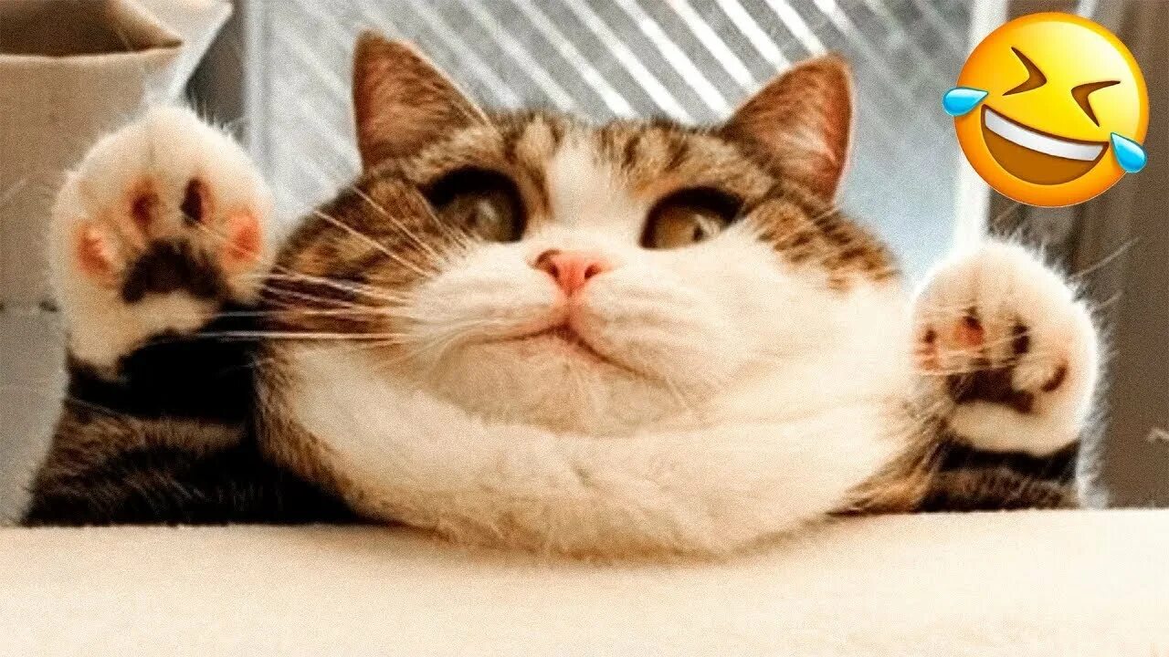 Ржачные коты мемы. Ржачные коты мемы