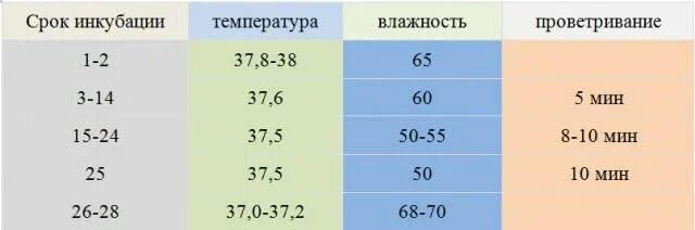 Температура внутри инкубатора. Цесарка инкубация яиц таблица. Режим инкубации цесариных яиц таблица. Температурный режим в инкубаторе для куриных яиц таблица. Режим инкубации цесарок яиц таблица.