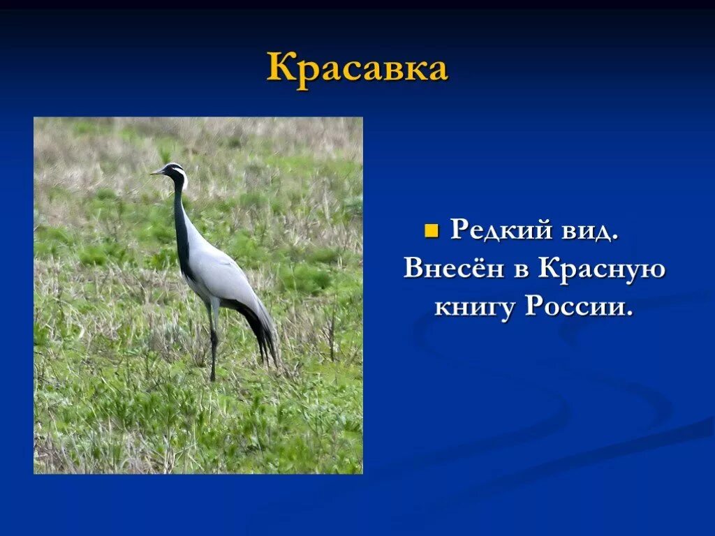 Занесли в красную книгу ставропольский край