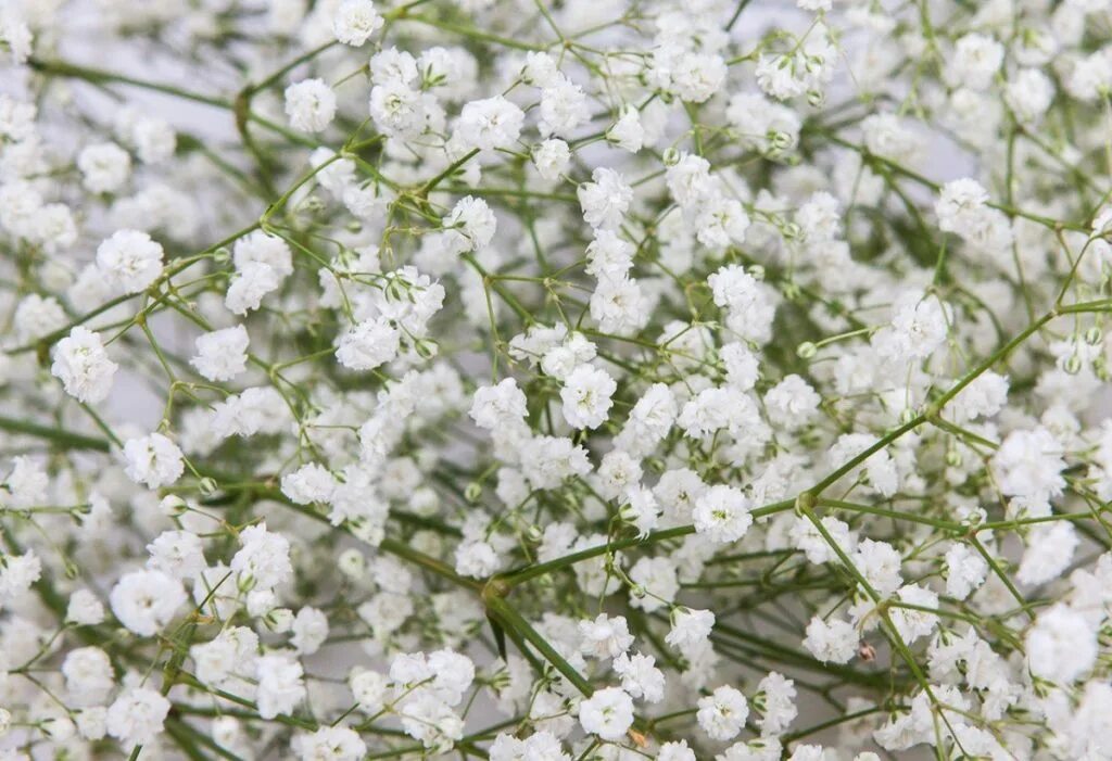 Гипсофила метельчатая (качим). Незабудка ползучая многолетняя. Мелкие розовые цветочки. Маленькие мелкие цветочки. Гипсофила (качим) ползучая.