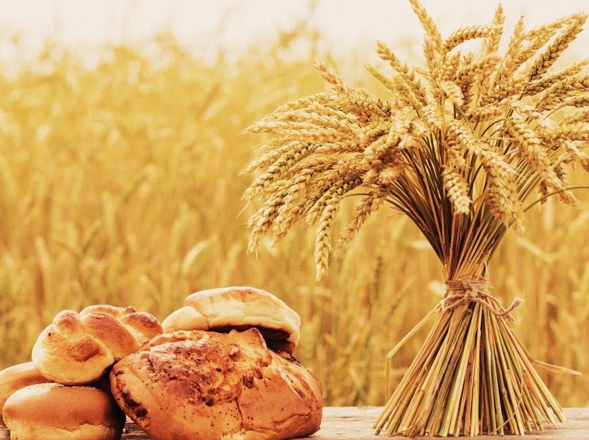 День сельского хозяйства в беларуси. Колосья хлеба. Хлеб пшеница. Хлеб в поле. Урожай хлеба.