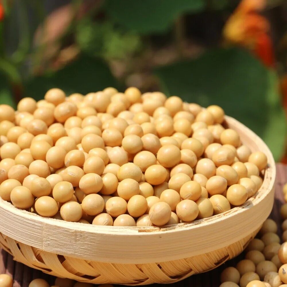 Соя культурное растение. Сорт сои билявка. сойя. soya bean semena. китайская соя.