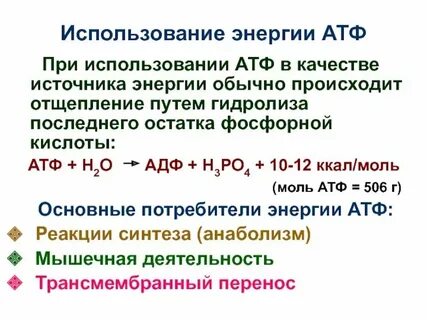 Атф выделяет энергию