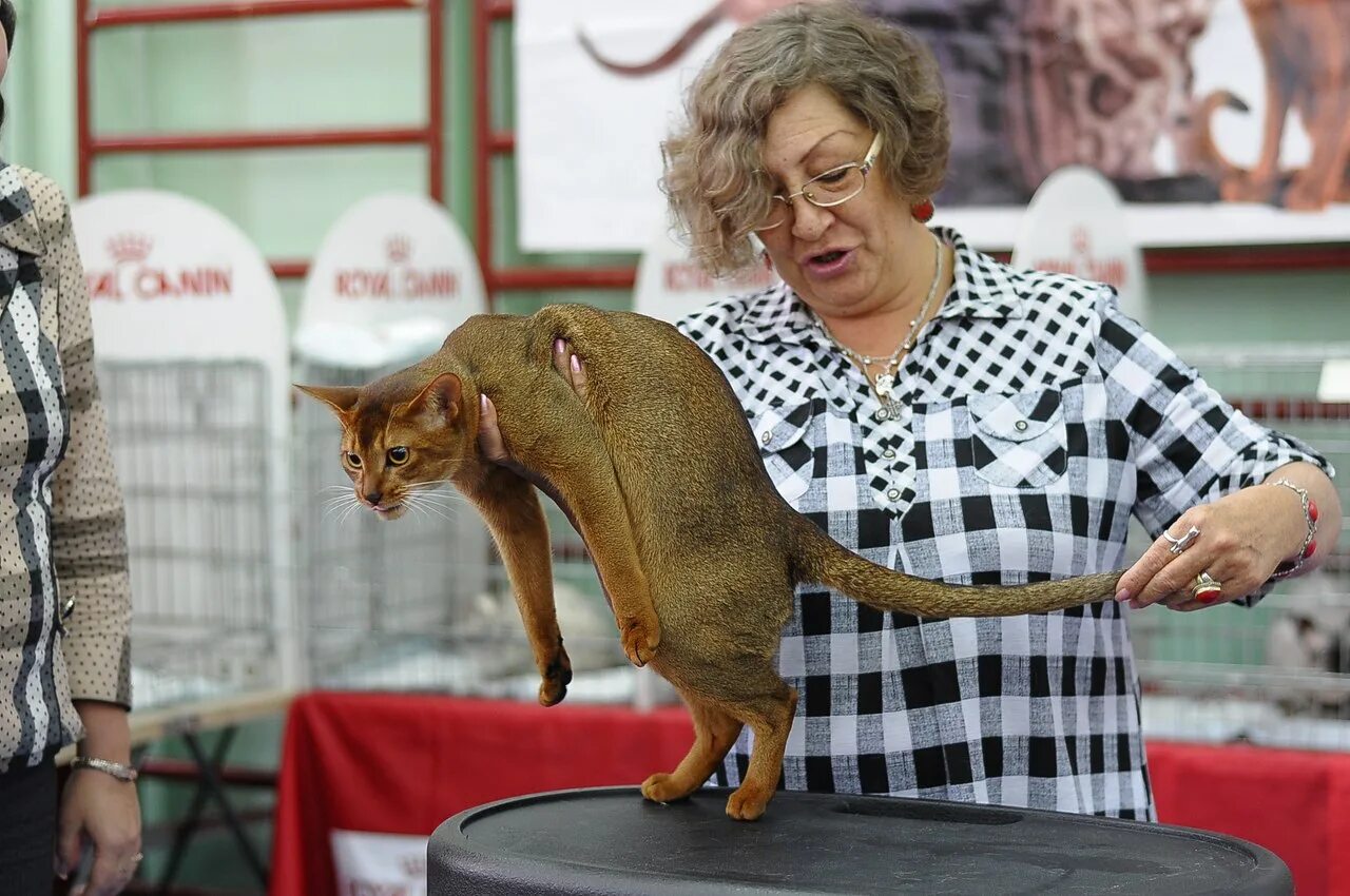 Выставка кошек. Международная выставка кошек. Выставка кошек Мурманск. Всемирная выставка кошек.