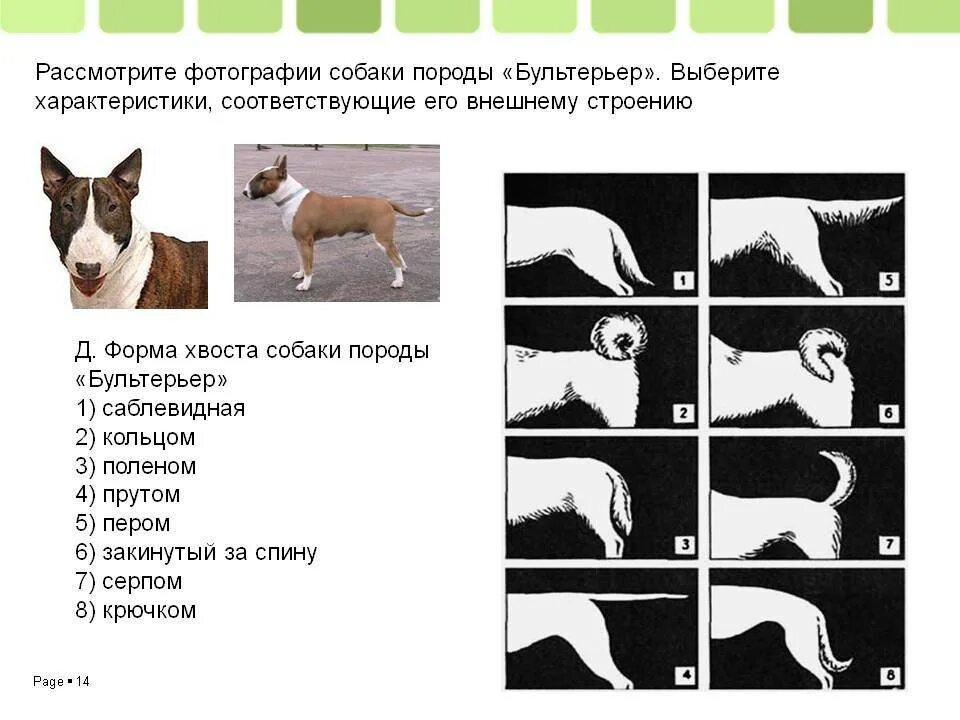 Поведение собак характеристика. Форма хвоста у собак. Виды форм хвоста собаки. Формы хвостов у собак с примерами. Типы хвостов у собак.