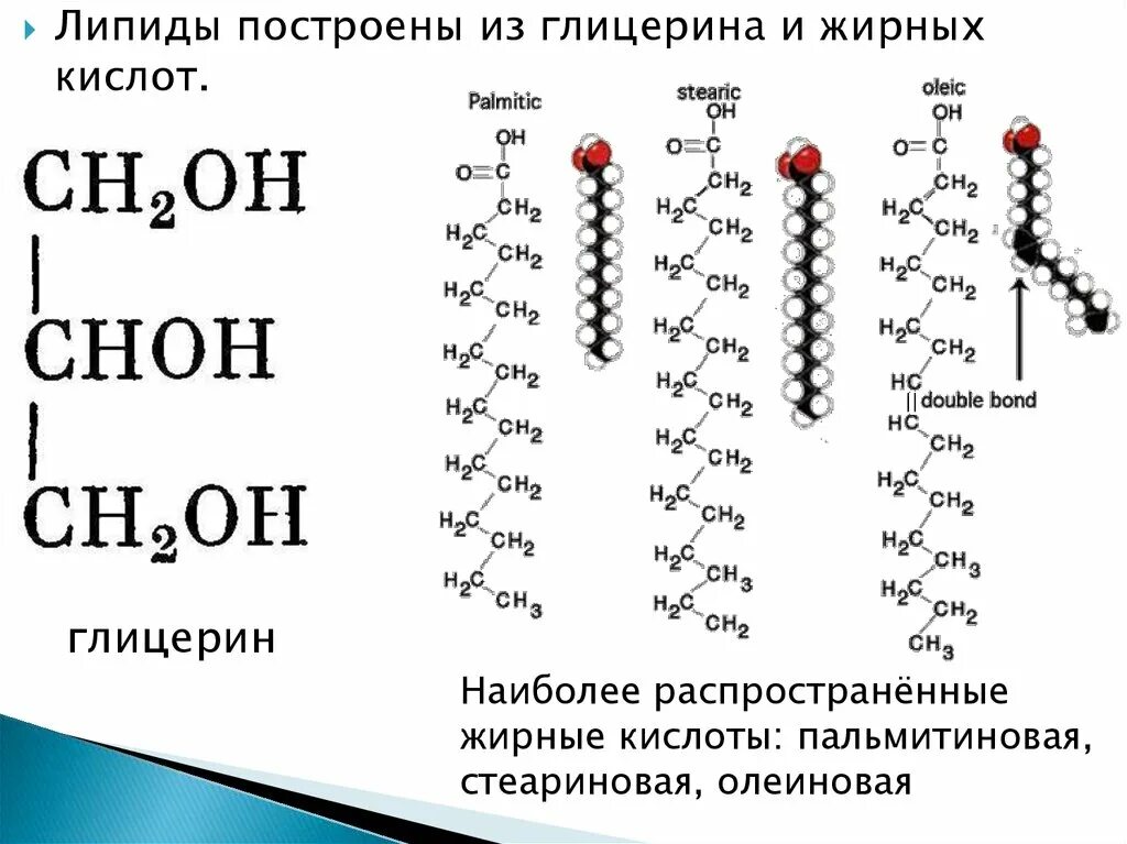 Строения липидов человека. Строение липидов. Липиды состав и строение. Фосфолипид строение химия. Строение липидов формула.