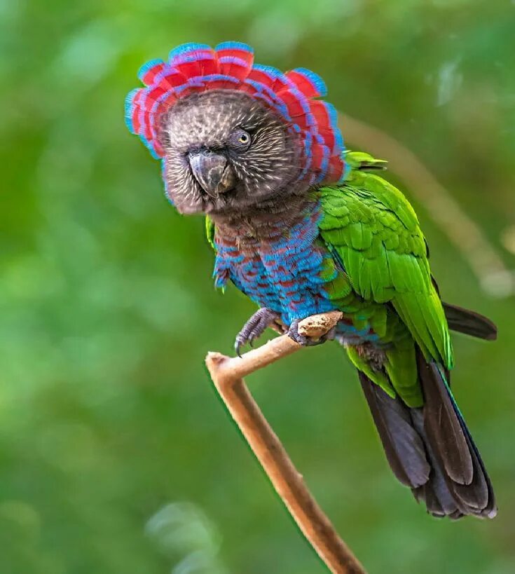 Разноцветное какаду. Веерные (ястребиноголовые) попугаи. Веерный Ястребиный попугай. Веерного попугая (Deroptyus accipitrinus). Какаду и ара.
