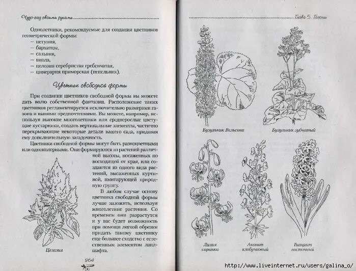 Дендрология растений. Дендрология книга. цветочно-декоративные растения и дендрология. учебник декоративная дендрология. травы в дендрологии.
