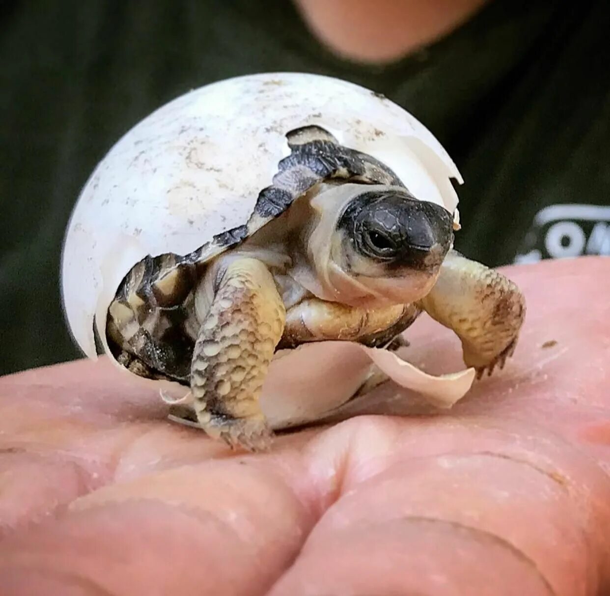 Рождения черепахи. Среднеазиатская черепаха детеныш. Новорожденная Среднеазиатская черепаха. Черепашата вылупляются. Среднеазиатская черепаха вылупление.