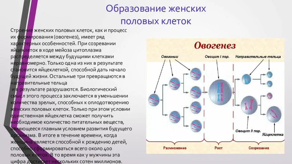 Образование женских половых клеток происходит. Процесс формирования половых клеток. Фазы формирования половых клеток. Образование половых клеток у животных схема. Образование половых клеток(гаметогенез). Строение клеток.