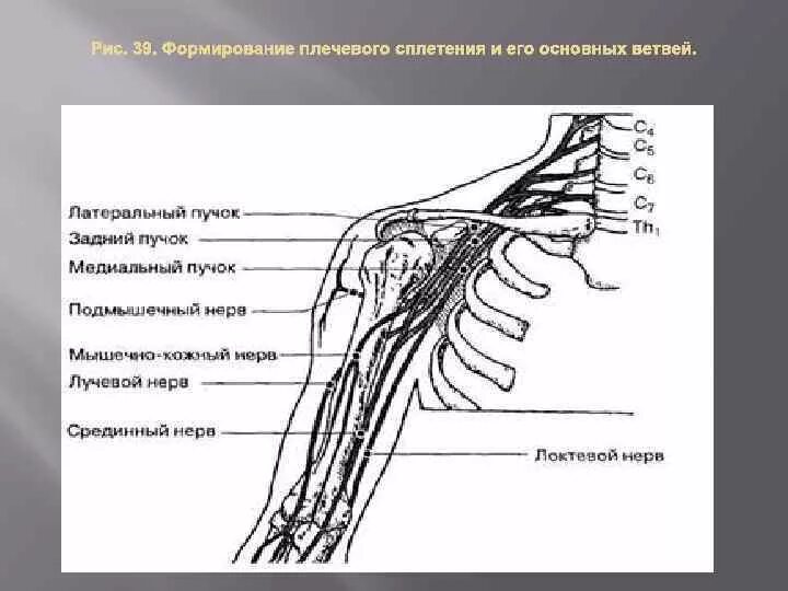 Кожно нервные. Верхний латеральный кожный нерв плеча. Латеральный кожный нерв плеча схема. Плечевое сплетение и нервы верхней конечности. Медиальный пучок плечевого сплетения схема.